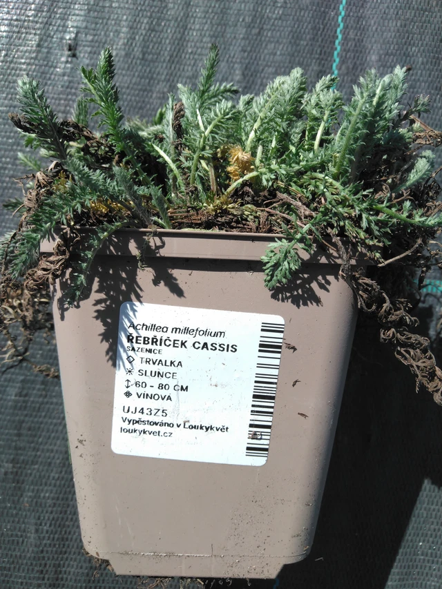 Siankärsämö Cassis - 3. 4. 2025