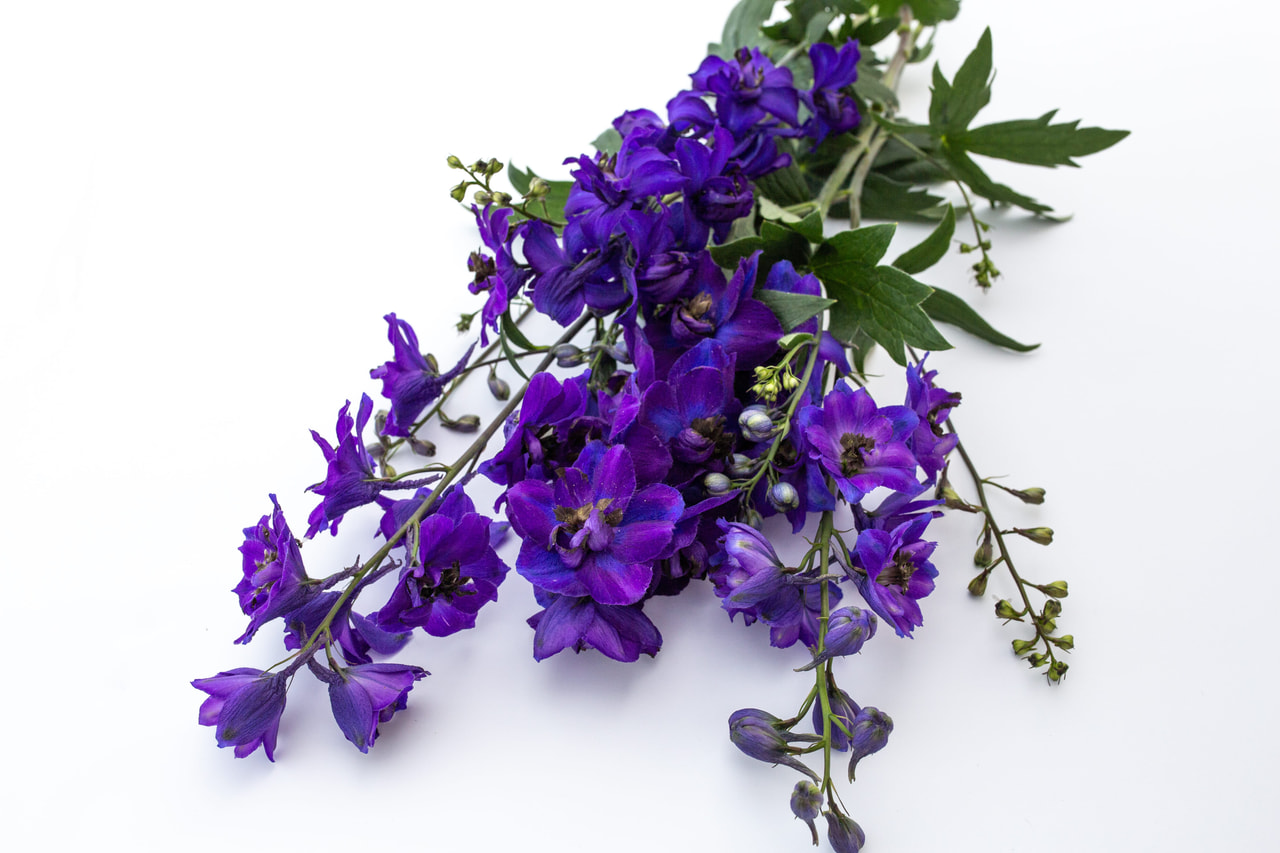 Espuela de caballero Magic Fountains Dark Blue (Dark Bee), Loukykvět