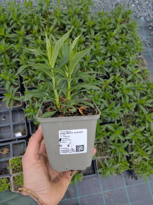 Leimu White Clouds - 21. 4. 2026