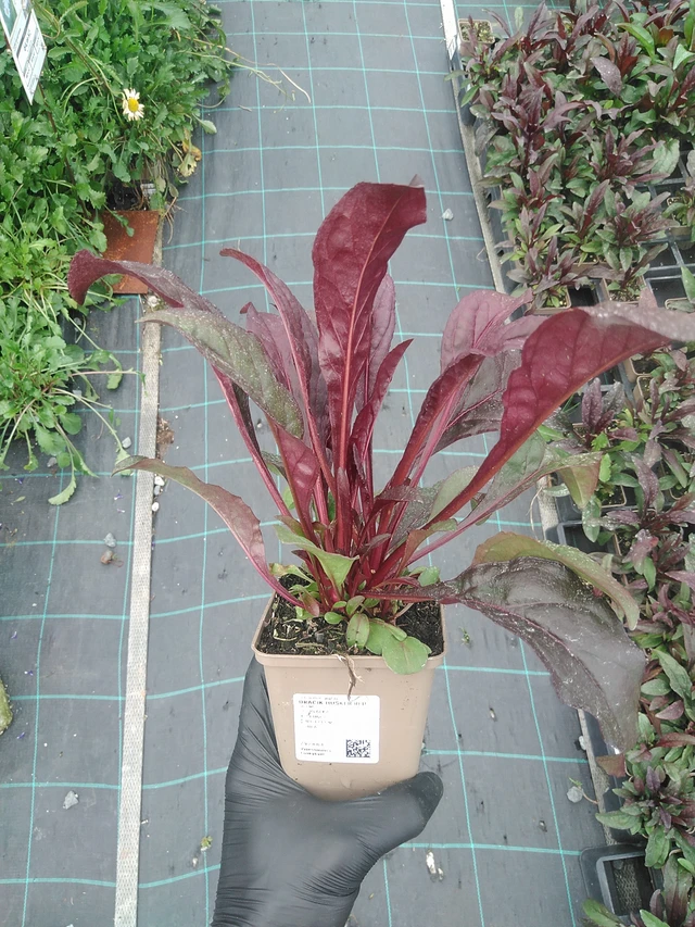 Pipo Husker Red - 4. 8. 2025