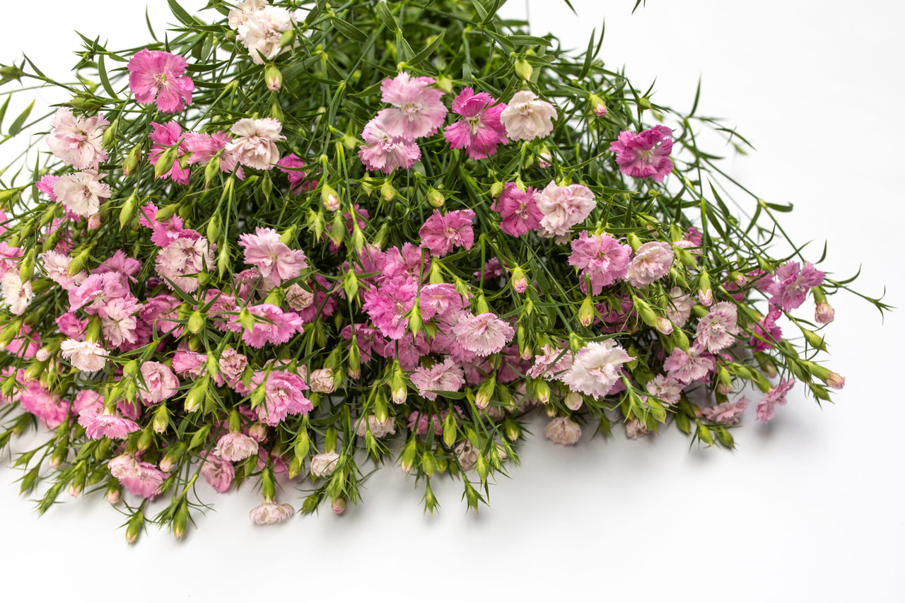 Clavel Dynasty Pink Magic, Loukykvět