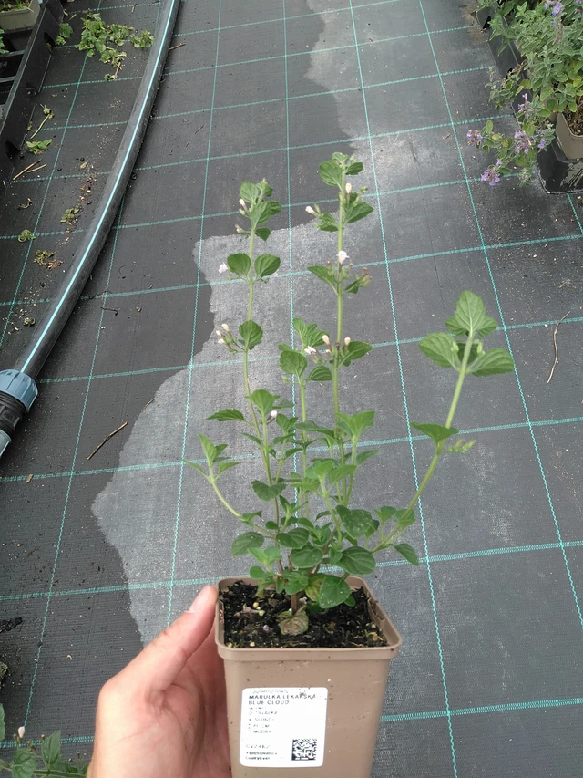 Käenminttu Blue Cloud - 21. 7. 2025