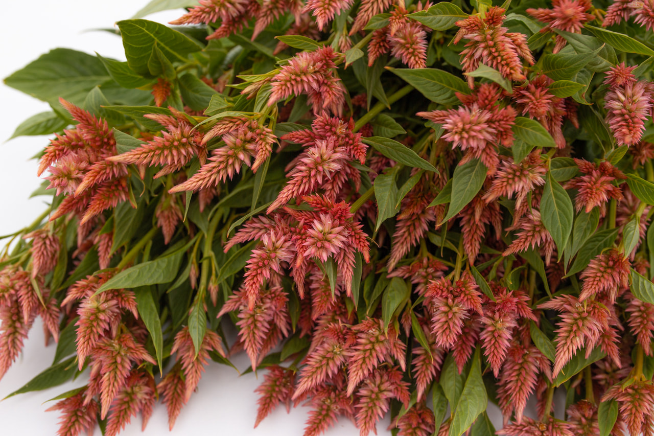 Kukonharja Celway Salmon, Loukykvět