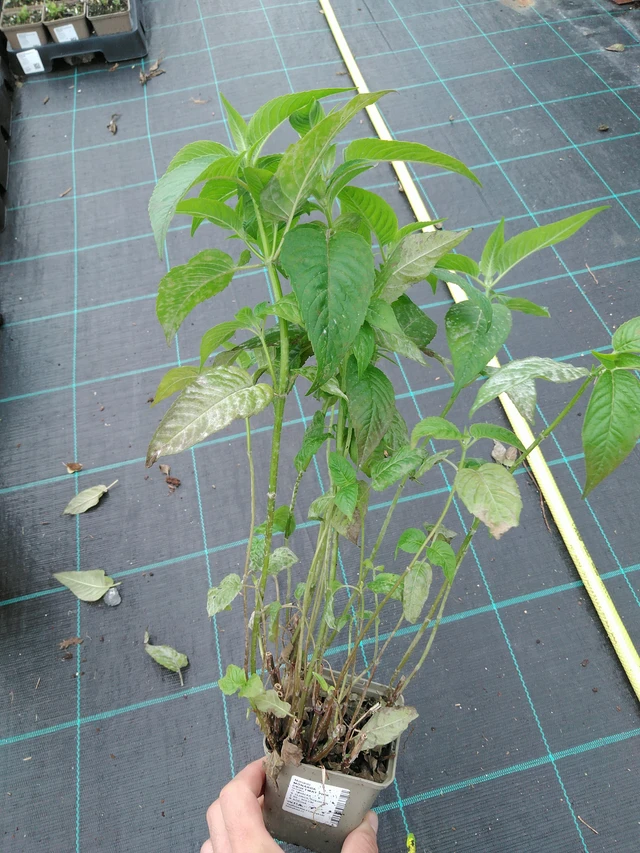 Väriminttu Croftway Pink - 28. 7. 2025