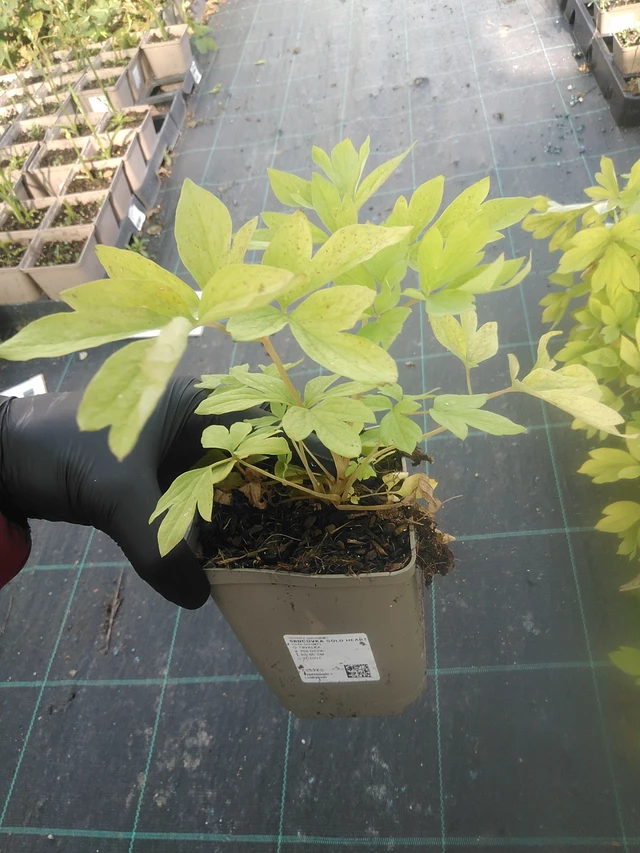 Särkynytsydän Gold Heart - 13. 10. 2025