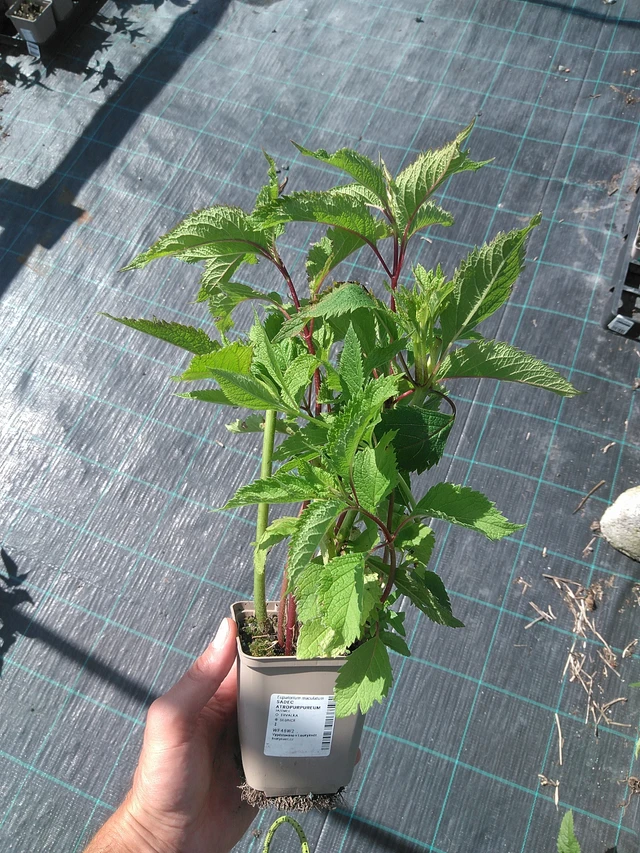 Punalatva Atropurpureum - 27. 6. 2025