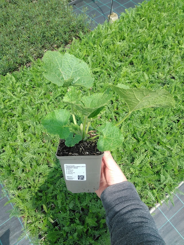 Salkoruusu Spotlight Radiant Rose - 9. 6. 2025