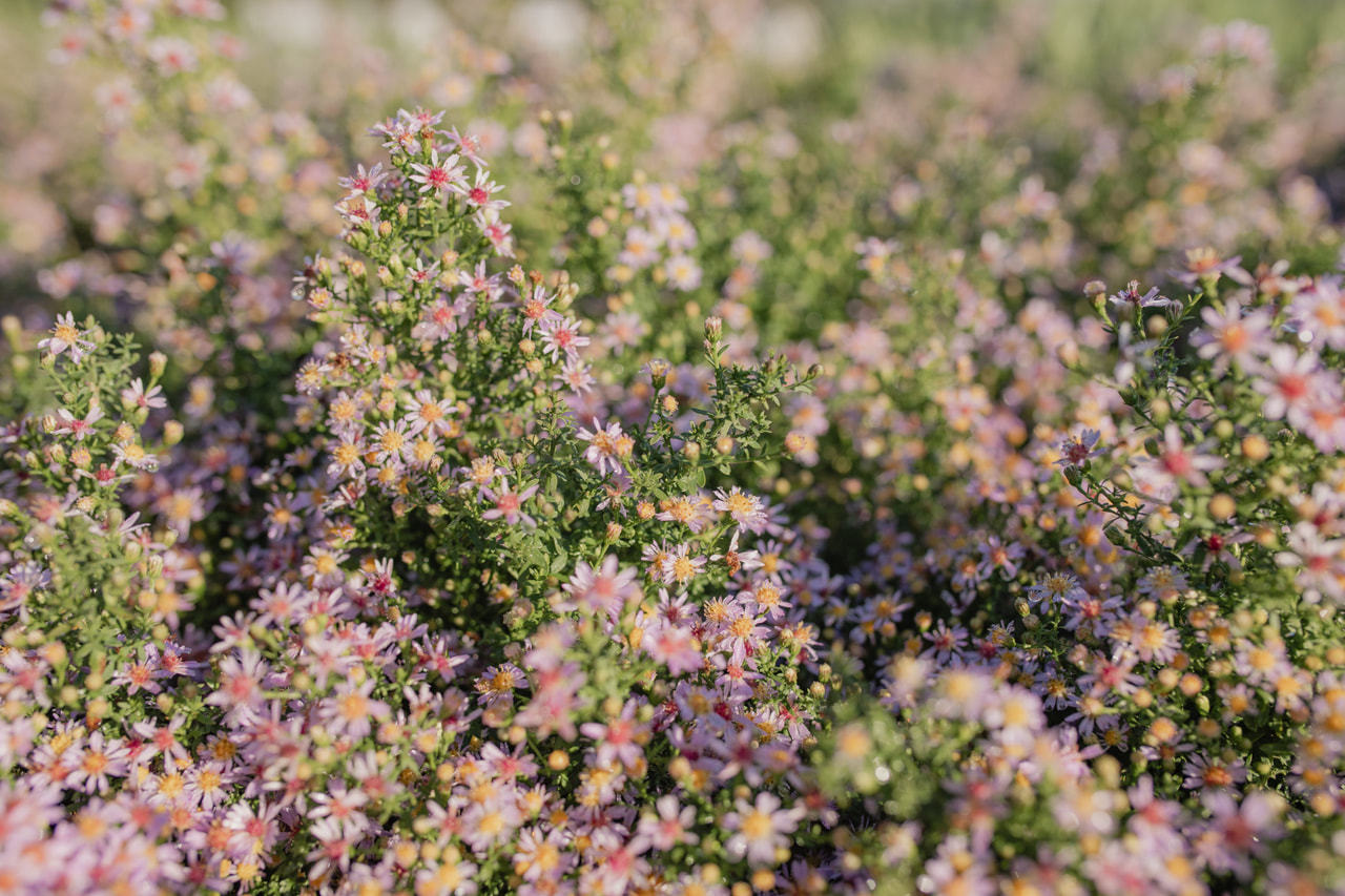 Asteri Lovely, Loukykvět
