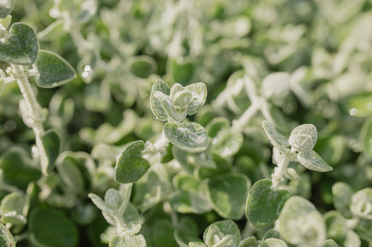 Vale-erakonyrtti, Loukykvět