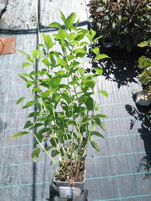 Punalatva Baby Joe - 19. 8. 2025