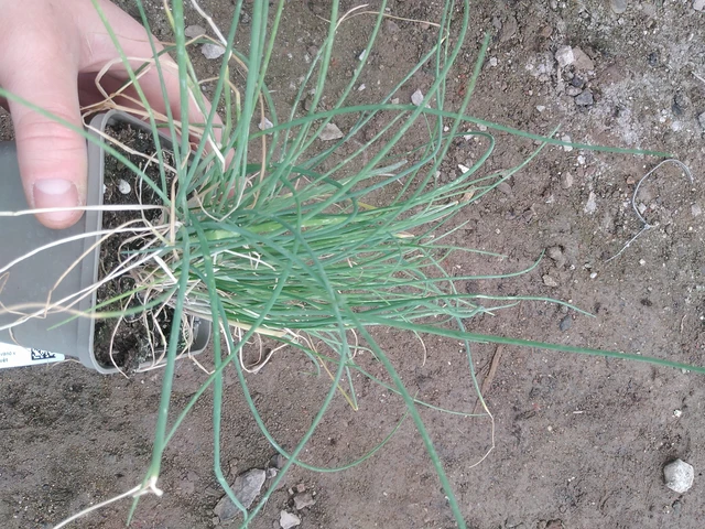 Cebollino - 17. 7. 2025