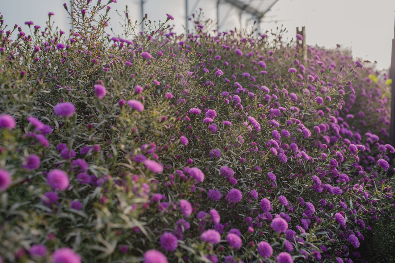 Asteri Primavera, Loukykvět