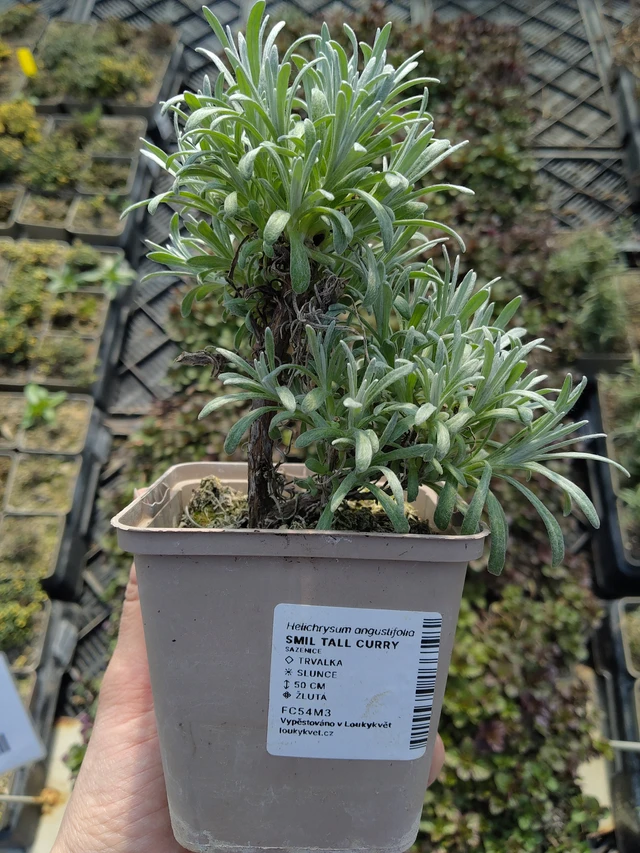 Smil Tall Curry - 27. 3. 2026