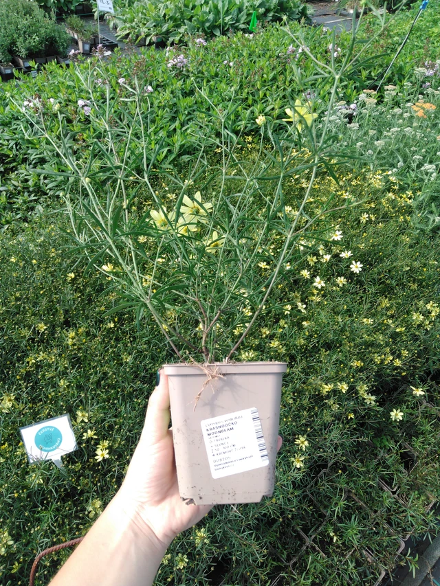 Coreopsis Moonbeam - 2024