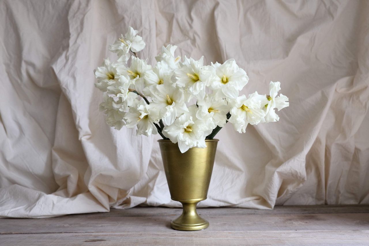 Narsissi Colblanc, Loukykvět