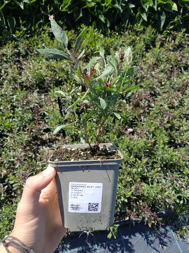 Gaura Rosy Jane - 12. 8. 2026