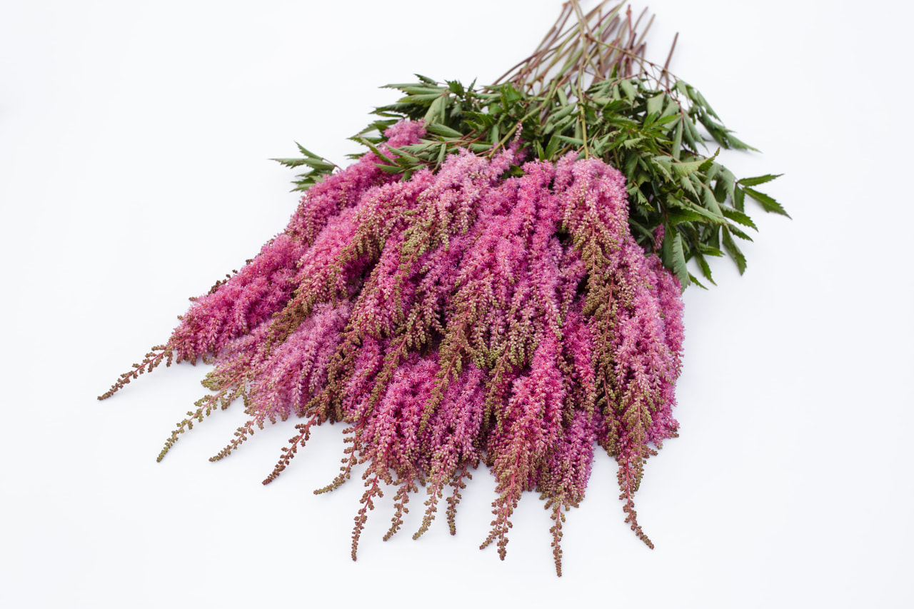 Jaloangervo Gloria Purpurea, Loukykvět