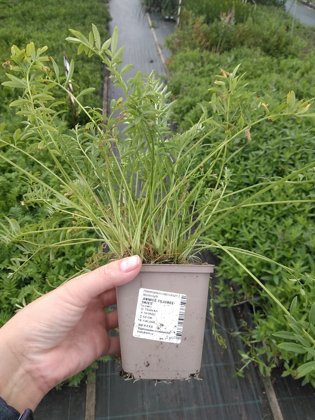 Sinilatva Filigree Skies - 11. 7. 2025