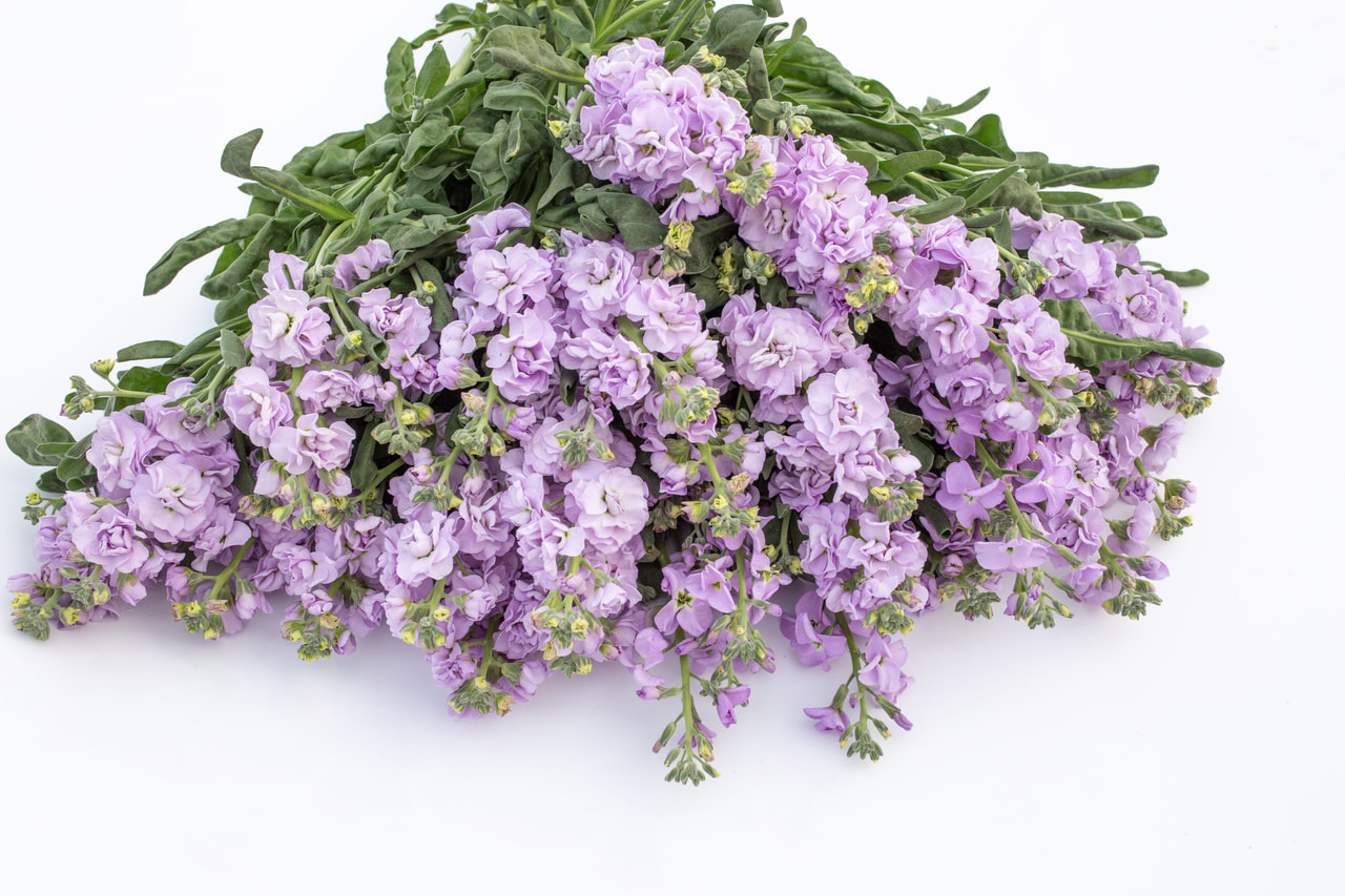 Stock Quartet Marine, Loukykvět