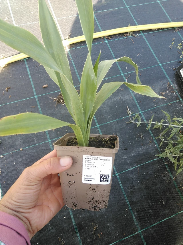 Piikkiputki yuccifolium - 11. 9. 2025