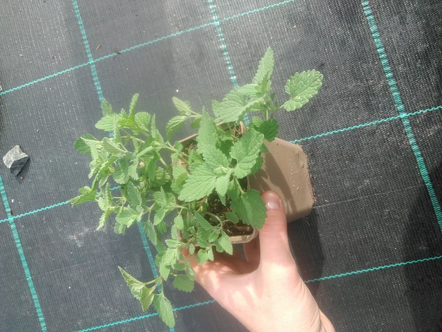 Kissanminttu Superba - 17. 7. 2025