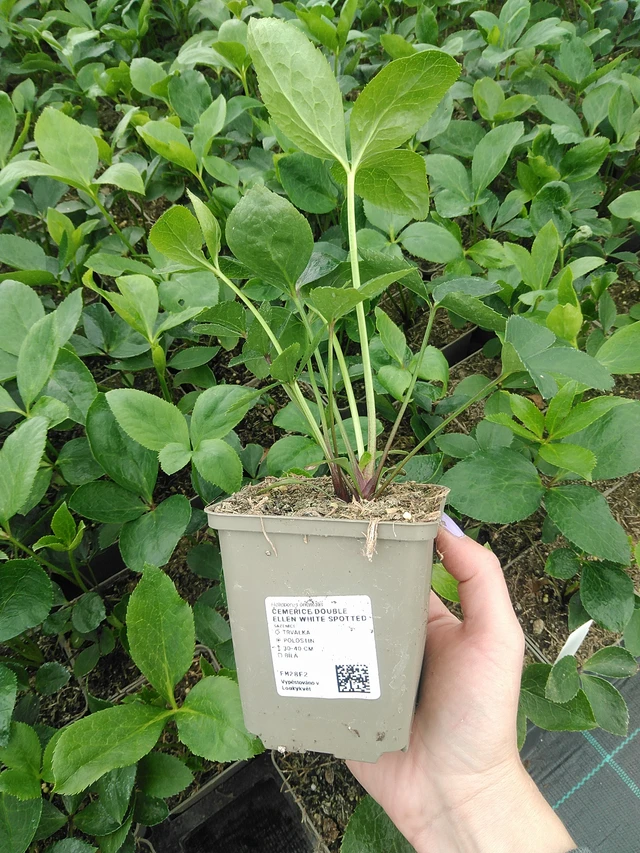 Jouluruusu Double Ellen White Spotted - 9. 6. 2025