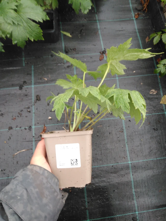 Espuela de caballero Highlander Cha Cha - 10. 9. 2025