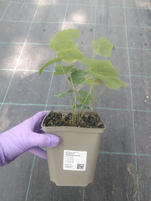 Epimedium Orangekönigin - 10. 7. 2025