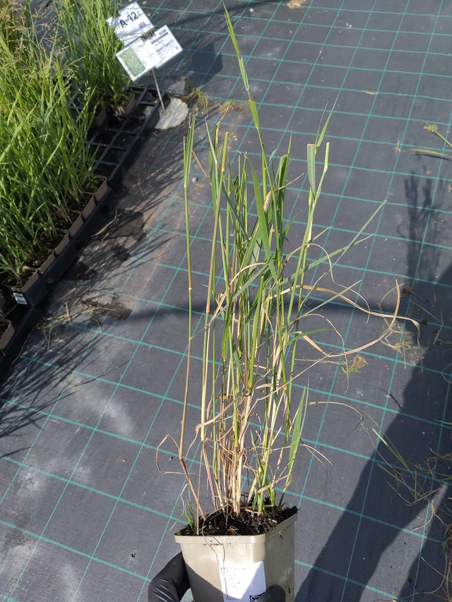 Lännenhirssi - 11. 9. 2025