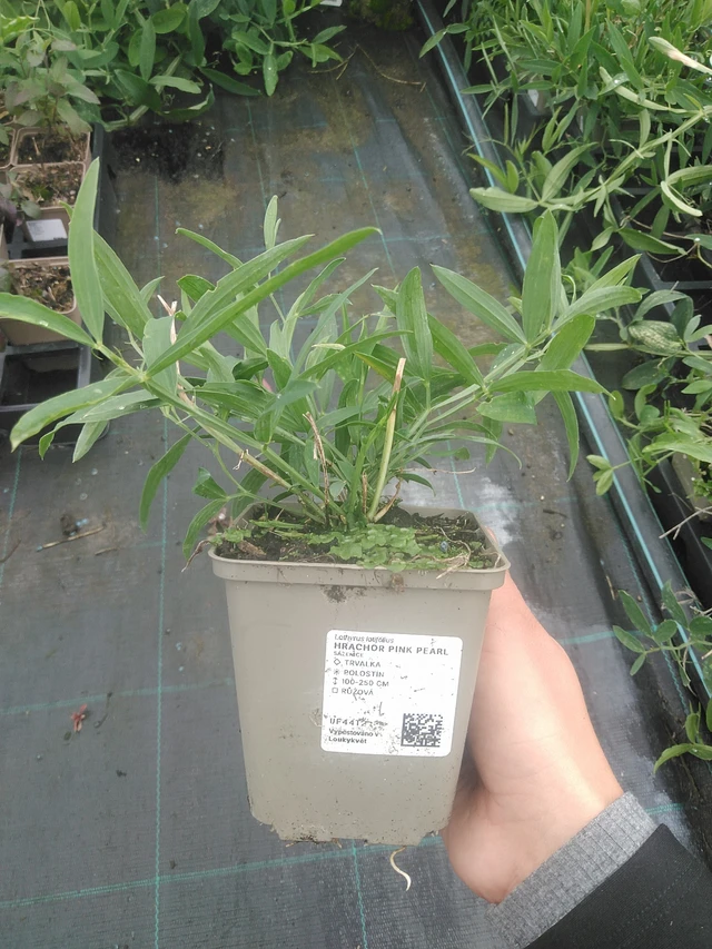 Tuoksuherne Pink Pearl - 10. 10. 2025