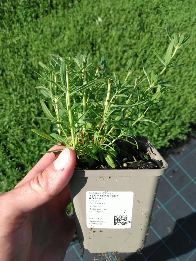 Hisopo Roseus - 24. 6. 2025