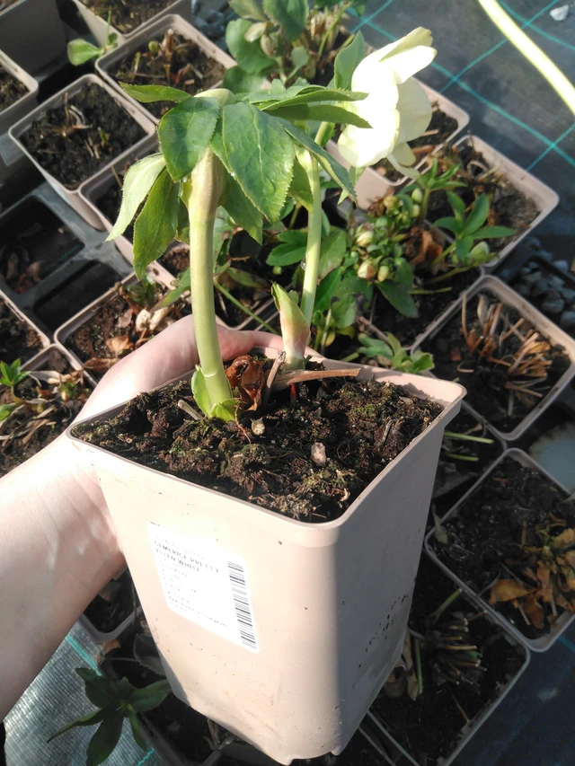 Jouluruusu Pretty Ellen White - 3. 4. 2025