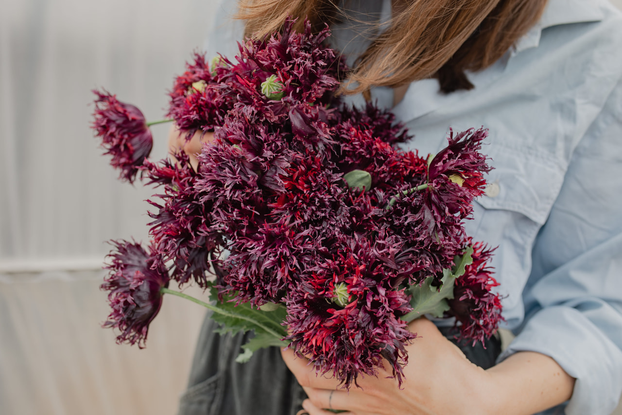 Valmue Black Swan, Loukykvět