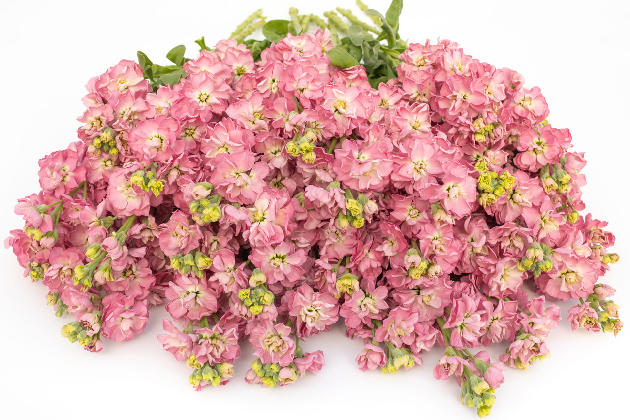 Stock StoX Rose Pink, Loukykvět