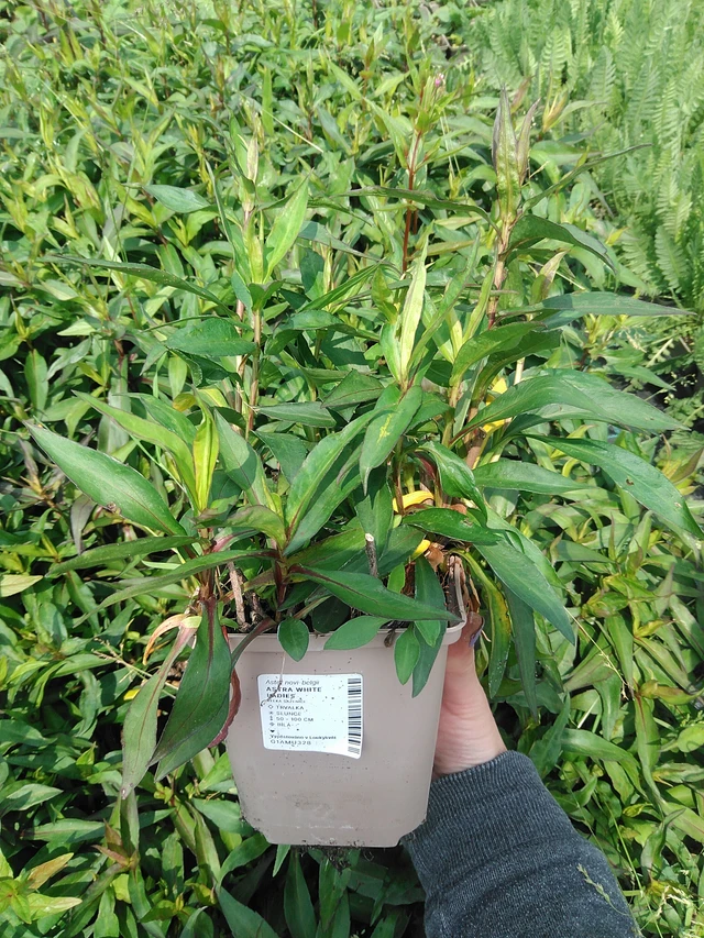 Syysasteri White Ladies - 9. 6. 2025