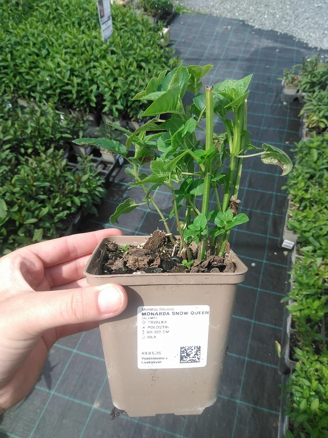 Monarda Snow Queen - 2. 6. 2026