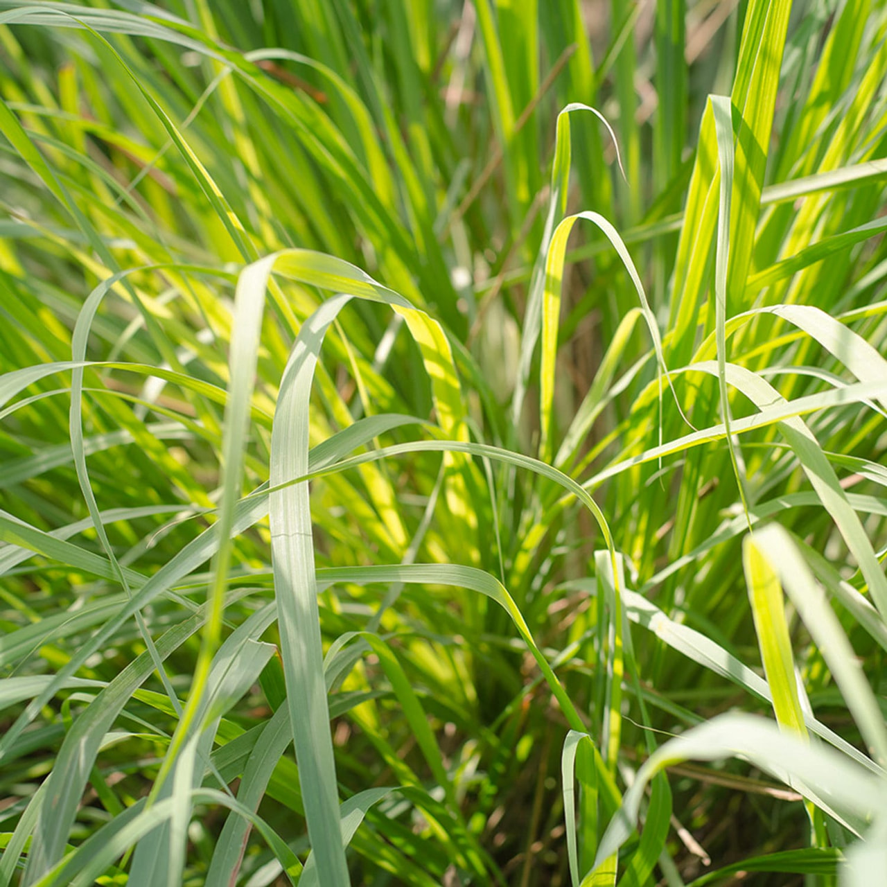 Hierba de limón, Loukykvět