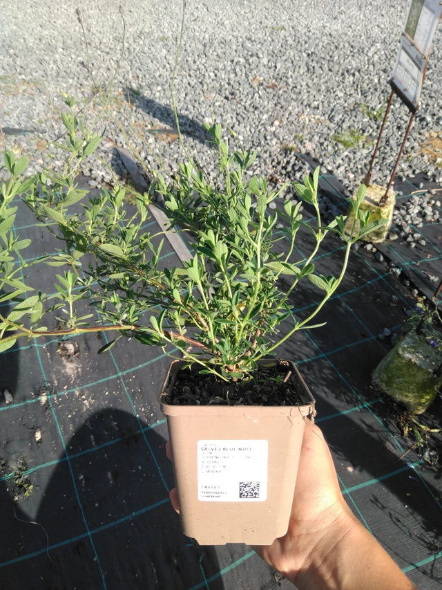 Salvia Blue Note - 11. 9. 2025