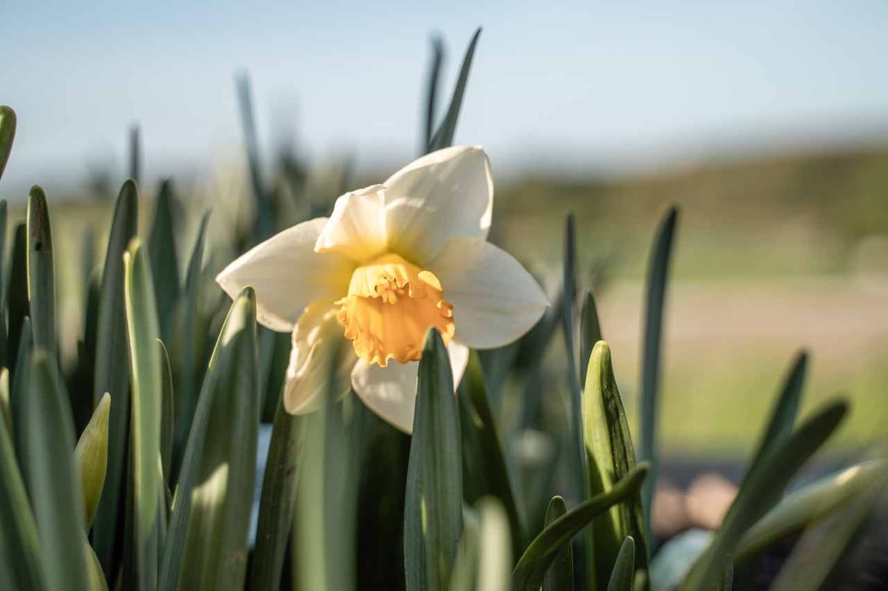 Narsissi Chromacolor, Loukykvět