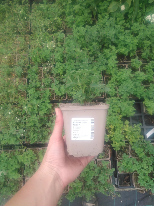 Metsäkalaminttu Menthe - 2024