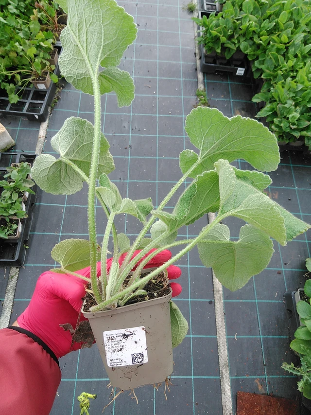 Phlomis Russeliana - 29. 7. 2025
