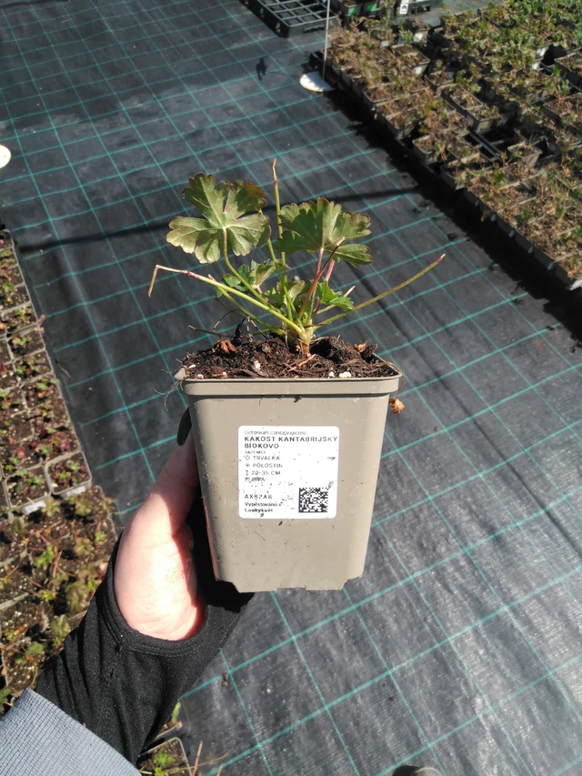 Peittokurjenpolvi Biokovo - 13. 5. 2025