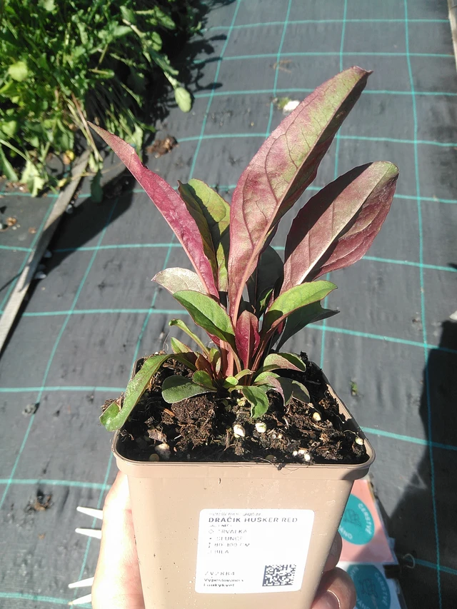 Pipo Husker Red - 30. 6. 2025