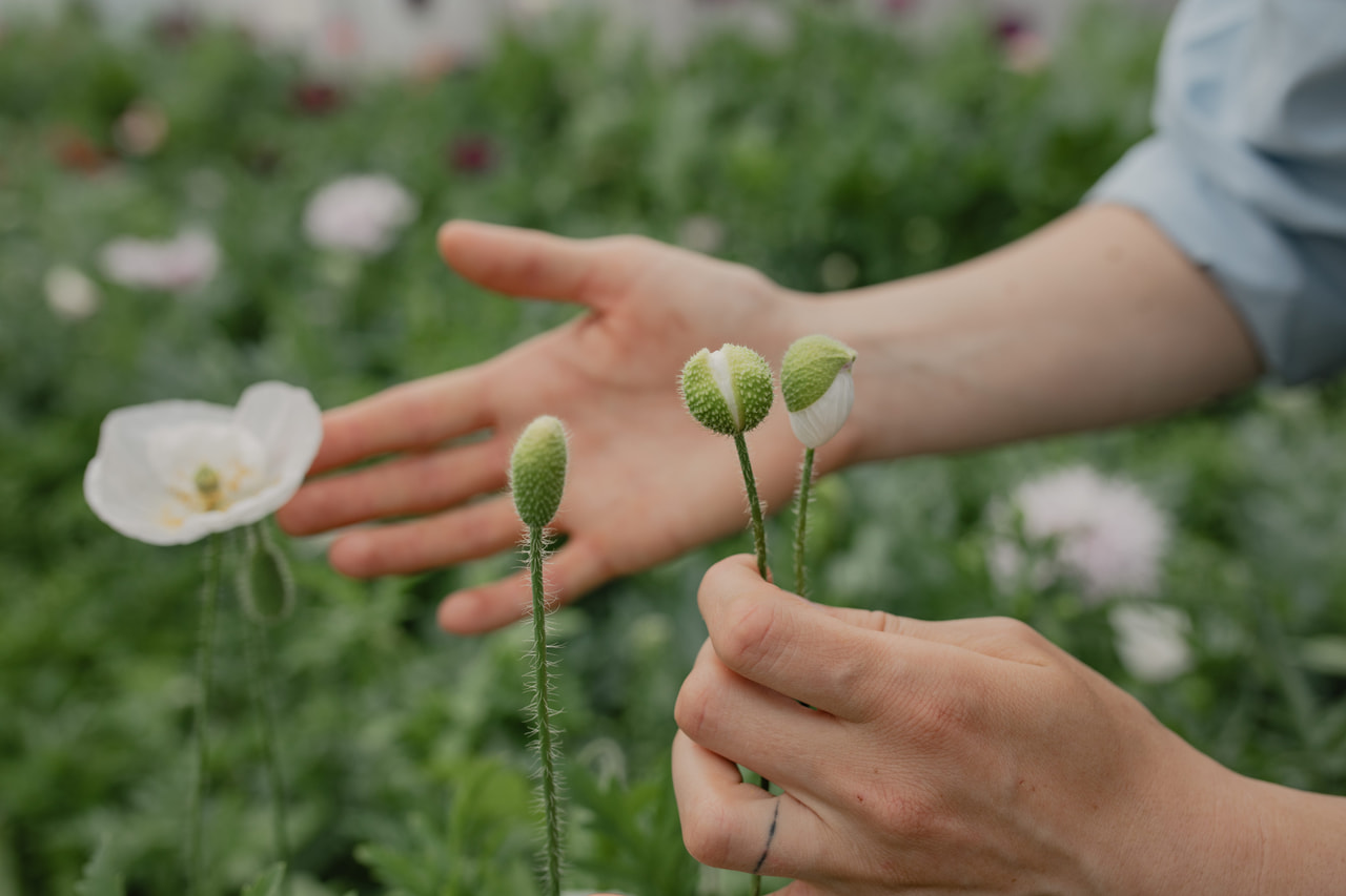 Kornvalmue Bridal Silk, Loukykvět