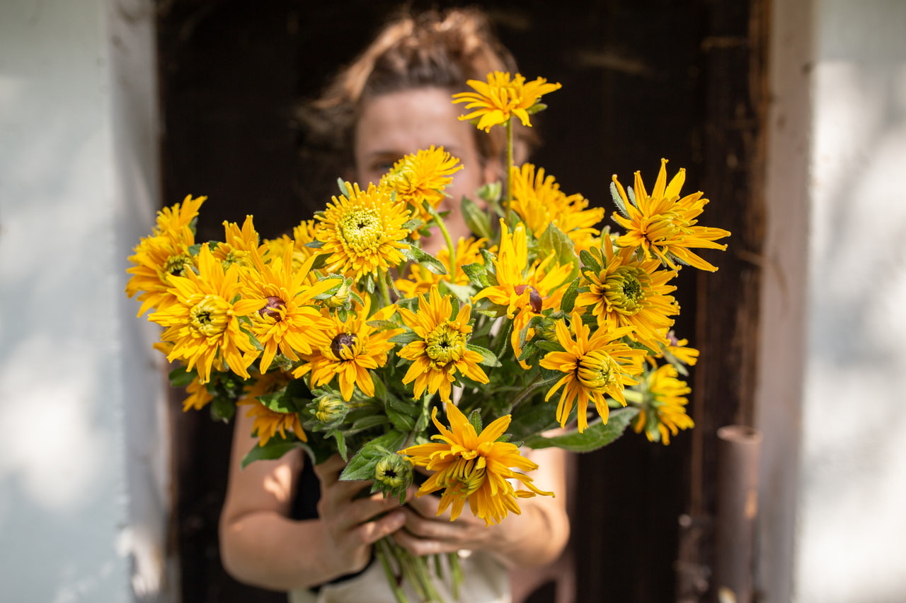 Rudbeckia Double Golden Daisies, Loukykvět