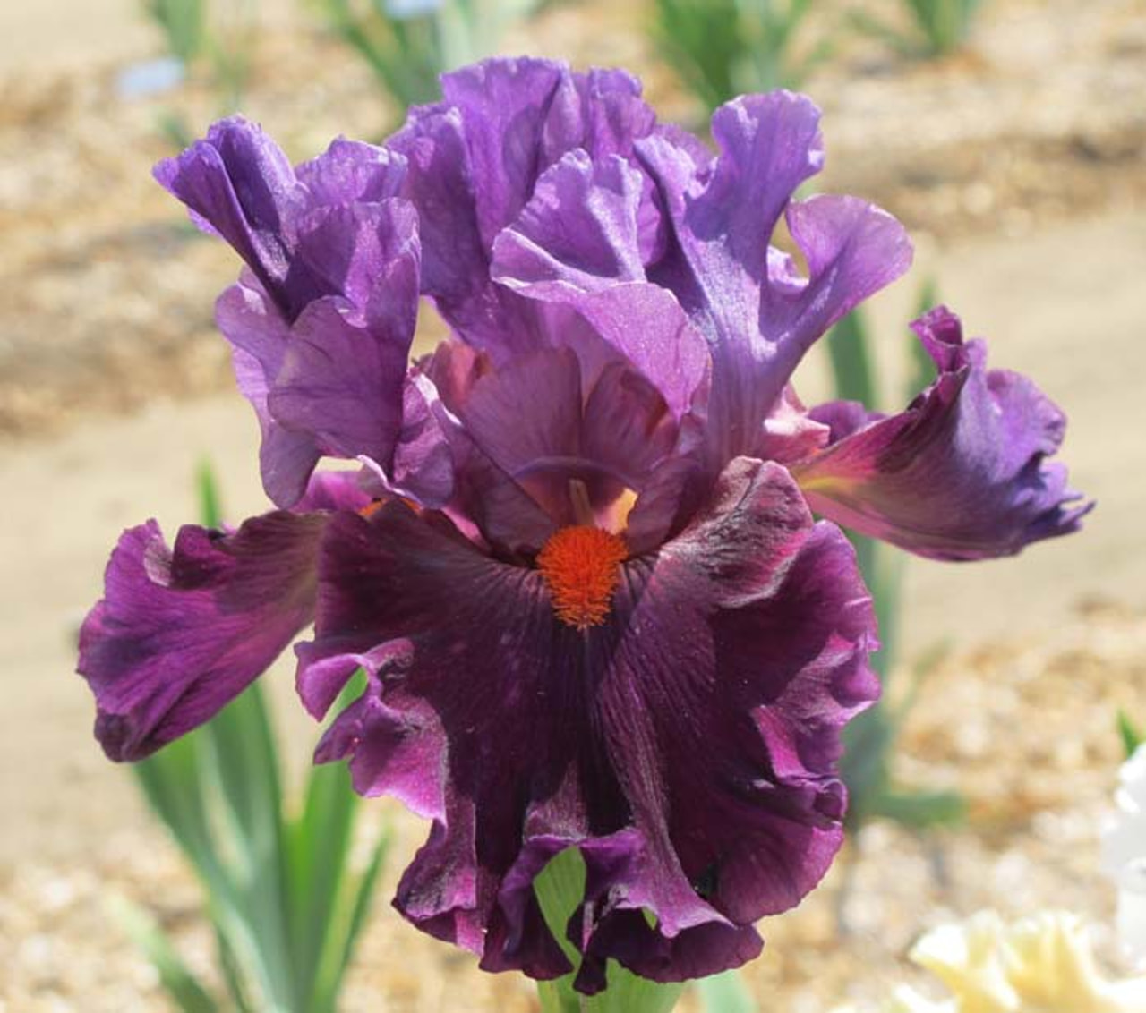 Kurjenmiekka Sharp Dressed Man, Loukykvět