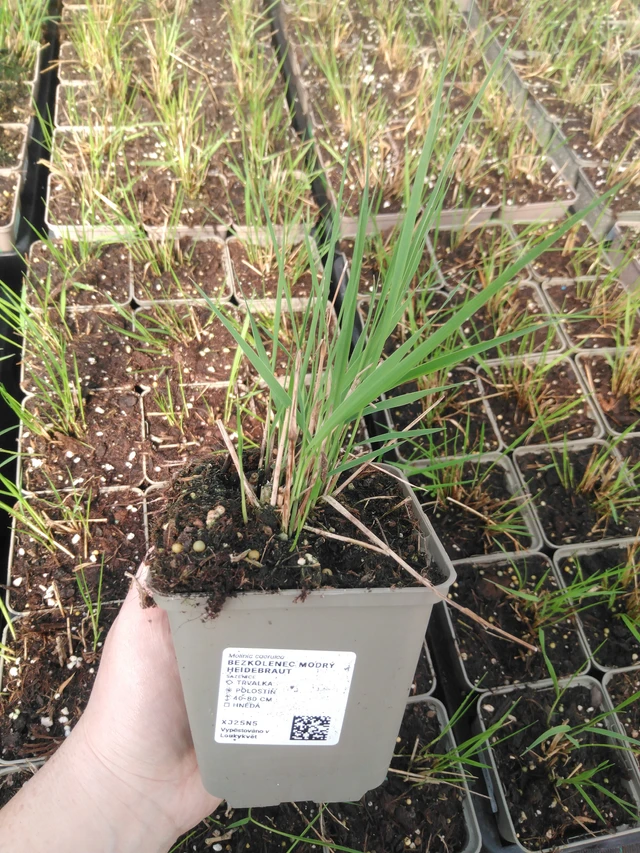 Siniheinä Heidebraut - 3. 4. 2025