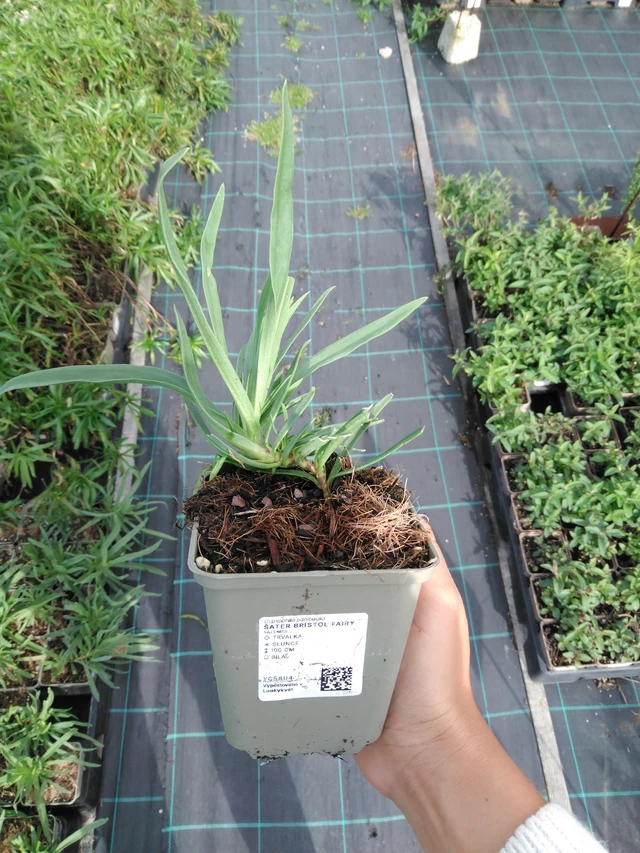 Morsiusharso Bristol Fairy - 11. 9. 2025