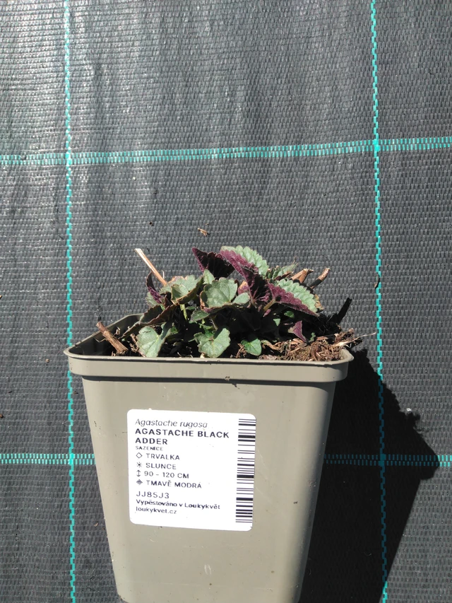 Jätti-iiso Black Adder - 3. 4. 2025