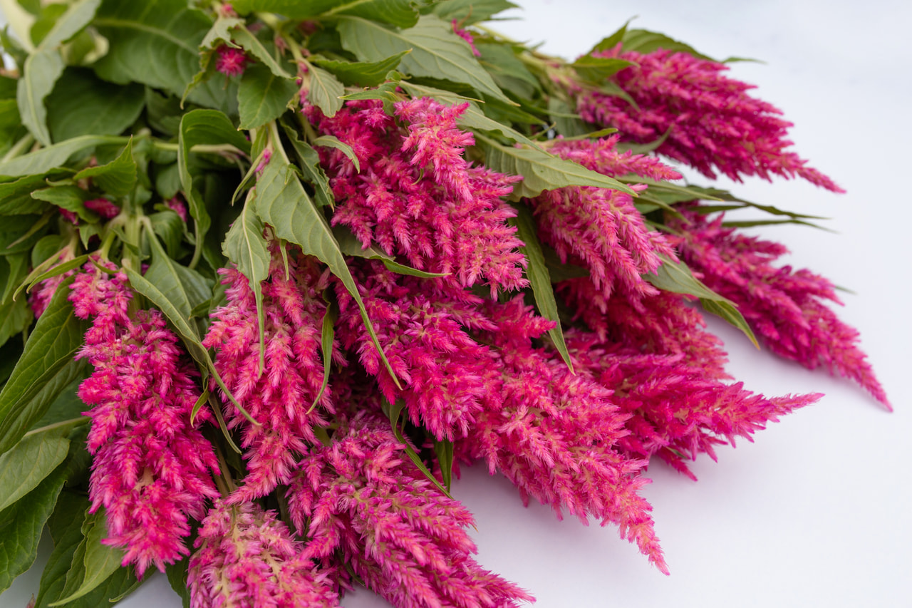 Kukonharja Sunday Bright Pink, Loukykvět